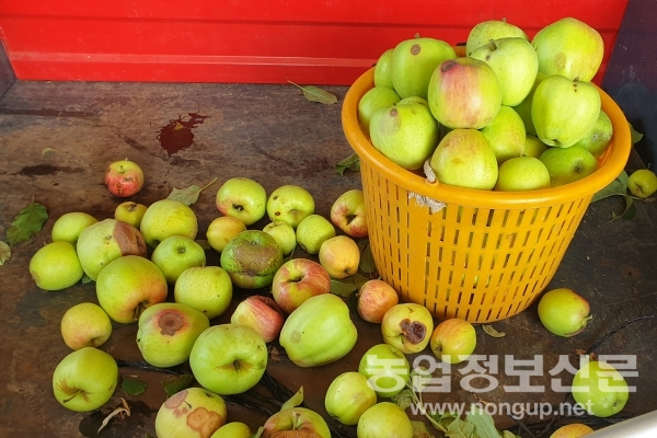 충남농기원은 오는 31일까지 과수 탄저병 예방 중점 관리 기간으로 설정하고 도내 14개 시군에서 예방 관찰을 강화한다고 밝혔다. 사진은 사과 탄저병 발생모습.