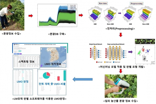 분광법 활용 GMO판별기술 개발 흐름도